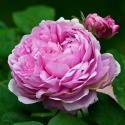 Jacques Cartier