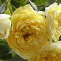 Elida Starlet Rose
