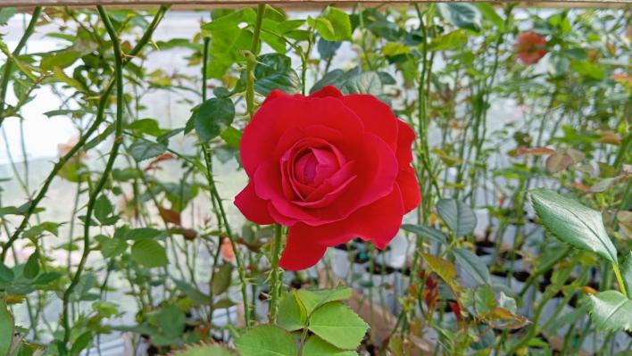 1425_noemie_de_rothschild_1___708.jpg