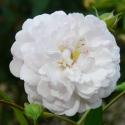 Annelies
