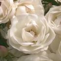 Blushing Bride