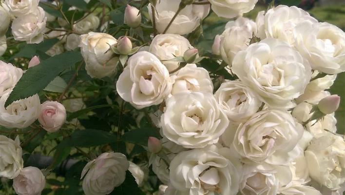 1437_blushing_bride_1_708.jpg