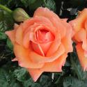 Lady Marmalade