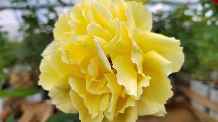 144_duft_gold_1_708.jpg