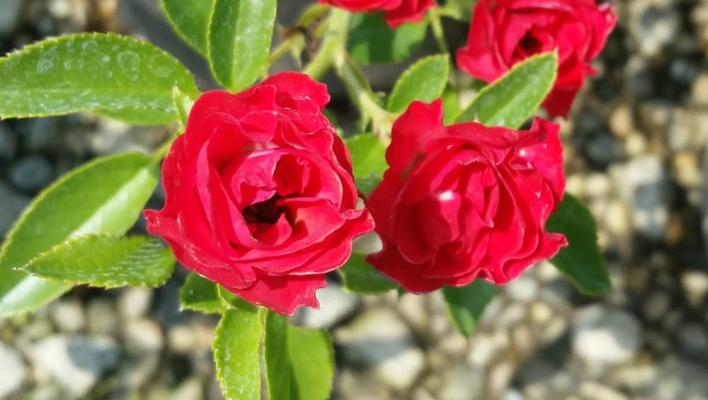 1462_scarlet_meidiland_decor_1_708.jpg