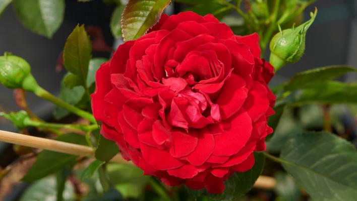 1468_grand_award_1_708.jpg