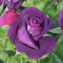 RHAPSODY IN BLUE