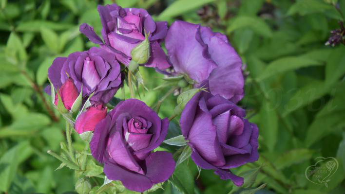 146_rhapsody_in_blue_1_708.jpg