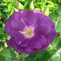 146_rhapsody_in_blue_2_125.jpg