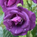 146_rhapsody_in_blue_3_125.jpg