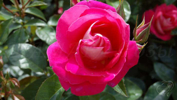 148_heimatmelodie_1_708.jpg