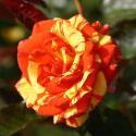 Oranges and Lemons
