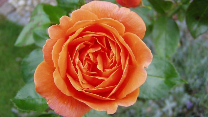 1498_cherry_brandy_1_708.jpg