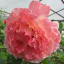 AUGUSTA LUISE