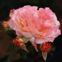 149_augusta_luise_2_125.jpg