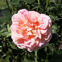 149_augusta_luise_3_125.jpg