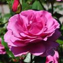 SHOCKING BLUE