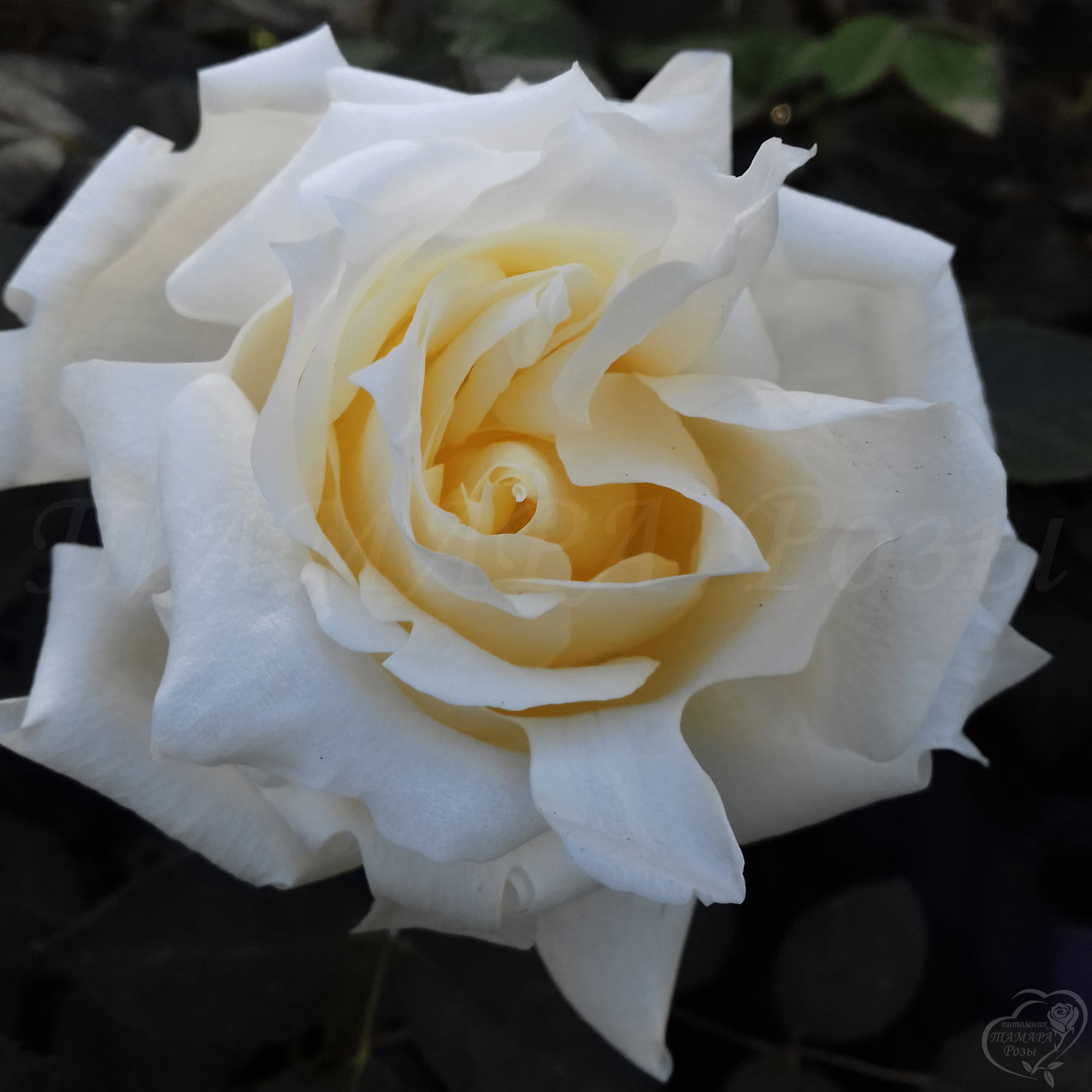 155_ruffles_queen_1_1251.jpg