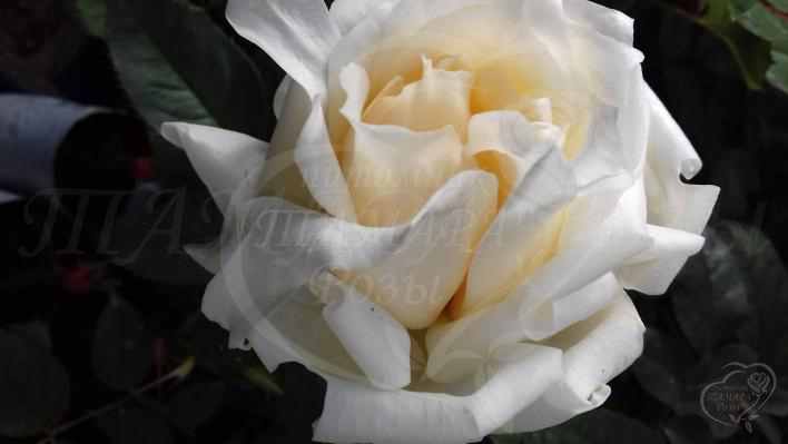 155_ruffles_queen_1_708.jpg