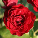 156_lavaglut_3_125.jpg