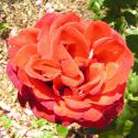 160_shalom_2_125.jpg