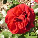 160_shalom_3_125.jpg