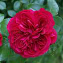 RED LEONARDO DA VINCI