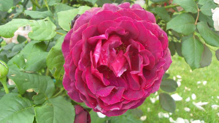 169_astrid_g._von_hardenberg_1_708.jpg
