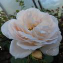 LIONS ROSE