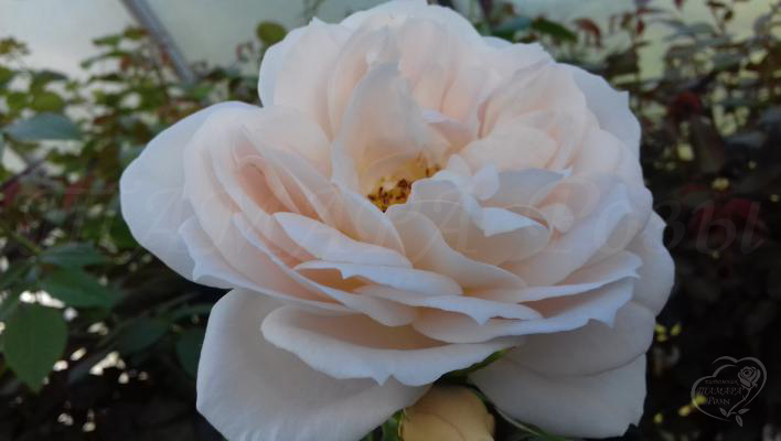 170_lions_rose_1_708.jpg