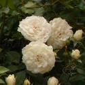 170_lions_rose_3_125.jpg