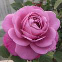 MAGENTA
