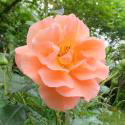 WESTERLAND