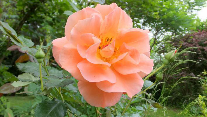 177_westerland_1_708.jpg