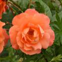 177_westerland_3_125.jpg