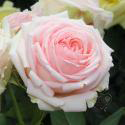 180_first_lady_2_125.jpg