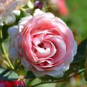 180_first_lady_3_125.jpg