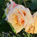 182_caramella_3_125.jpg