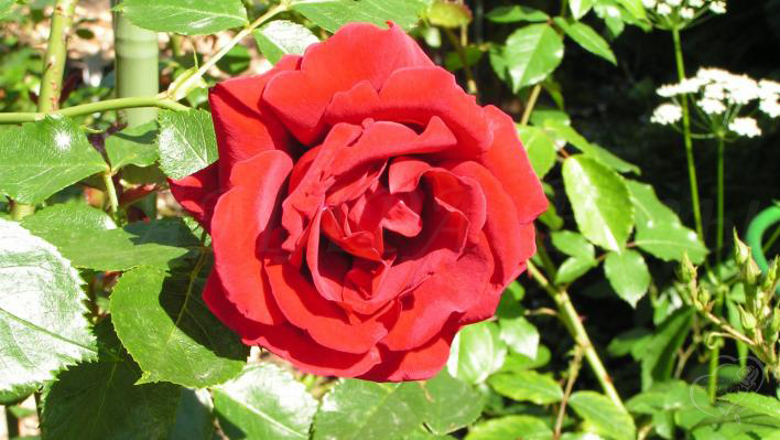 183_fontaine_1_708.jpg
