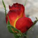 185_rumba_2_125.jpg