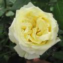 ELFE (Эльф)