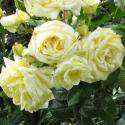 18_elfe_2_125.jpg