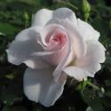 ASPIRIN ROSE