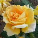 BERNSTEIN ROSE