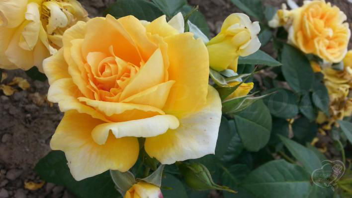 192_bernstein_rose_1_708.jpg