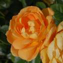 192_bernstein_rose_2_125.jpg