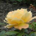 192_bernstein_rose_3_125.jpg
