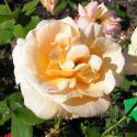 APRICOT NECTAR