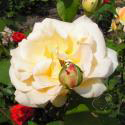 193_apricot_nectar_2_125.jpg