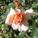 193_apricot_nectar_3_125.jpg